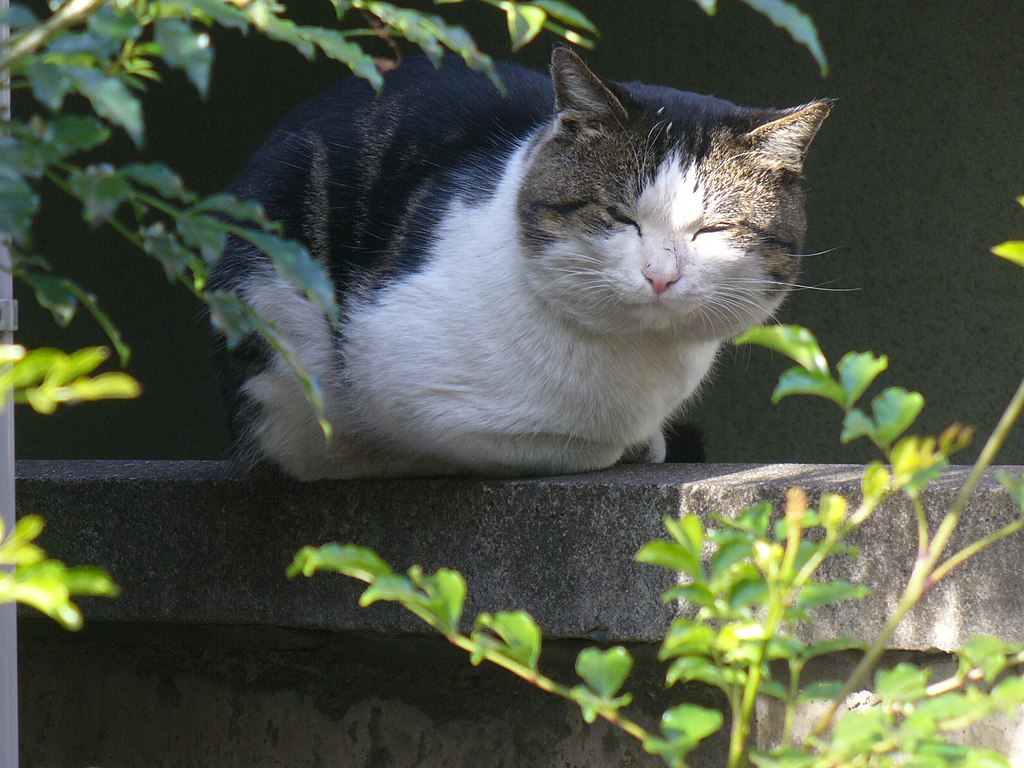 Chat à Setagaya